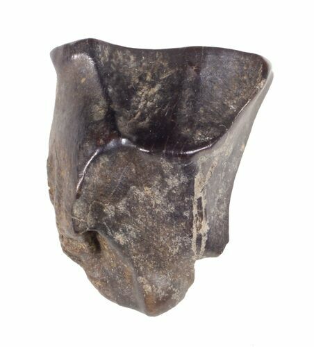 Triceratops Shed Tooth - Montana #60696